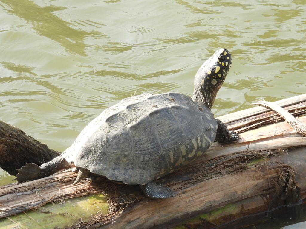 Photo by Atanu Modak