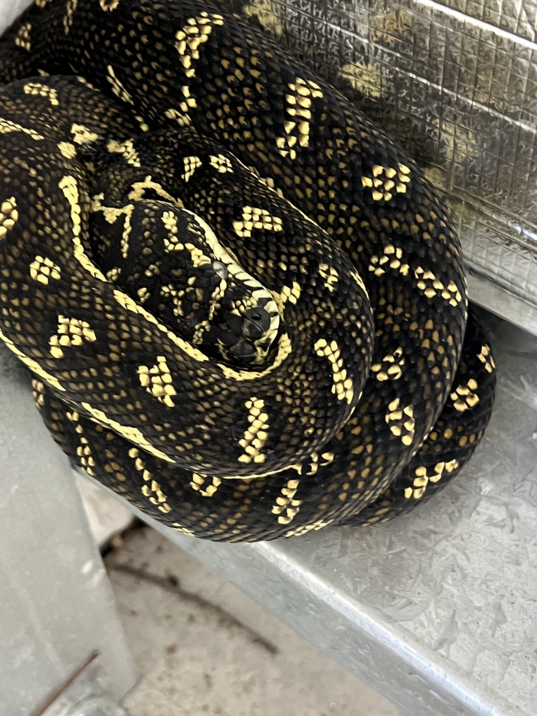 Diamond Python from Williamtown, NSW, AU on March 12, 2024 at 02:38 PM ...
