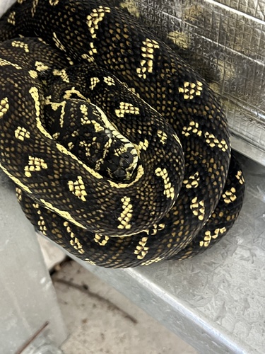 Diamond Python sighting