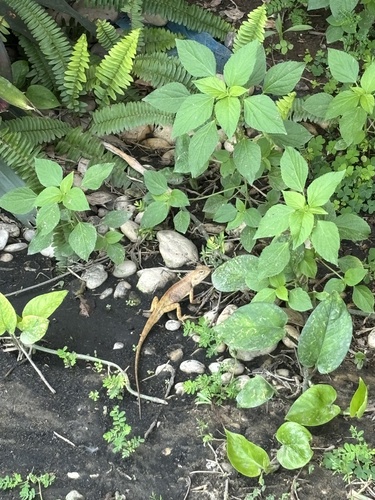 Thai Garden Lizard
