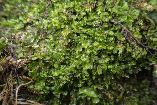 Solenostoma exsertum
