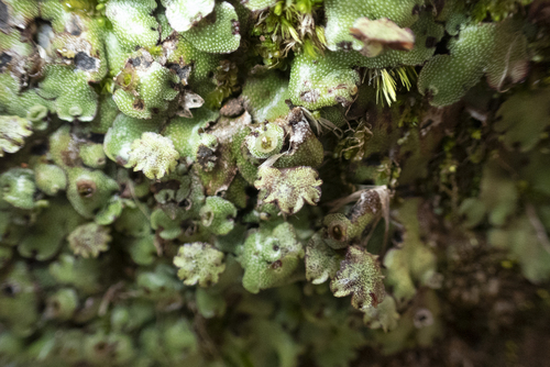 Levenscyclus Van Marchantia A Rapid Phylogeny Of Marchantia, From The