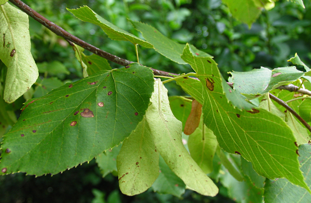 Carolina Basswood (Tilia americana var. caroliniana)