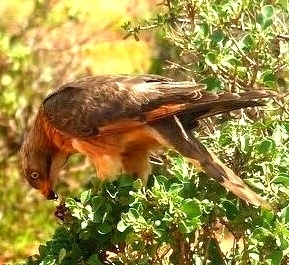 Grasshopper Buzzard