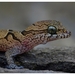 Clouded Bent-toed Gecko - Photo (c) Subham Kumar Rout, all rights reserved, uploaded by Subham Kumar Rout