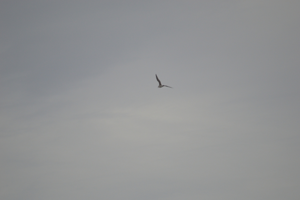 Gulls, Terns, and Skimmers from Spanish Point, Bermudas on December 19