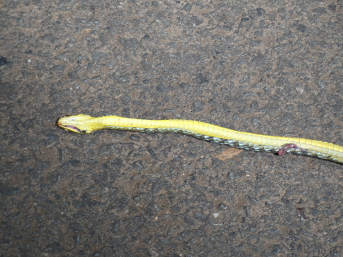 Common Tree Snake sighting