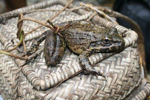 Giant Philippine Frog - Photo (c) Tony Gerard, all rights reserved, uploaded by Tony Gerard