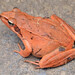 Zhenhai Brown Frog - Photo (c) 豆豆, all rights reserved, uploaded by 豆豆