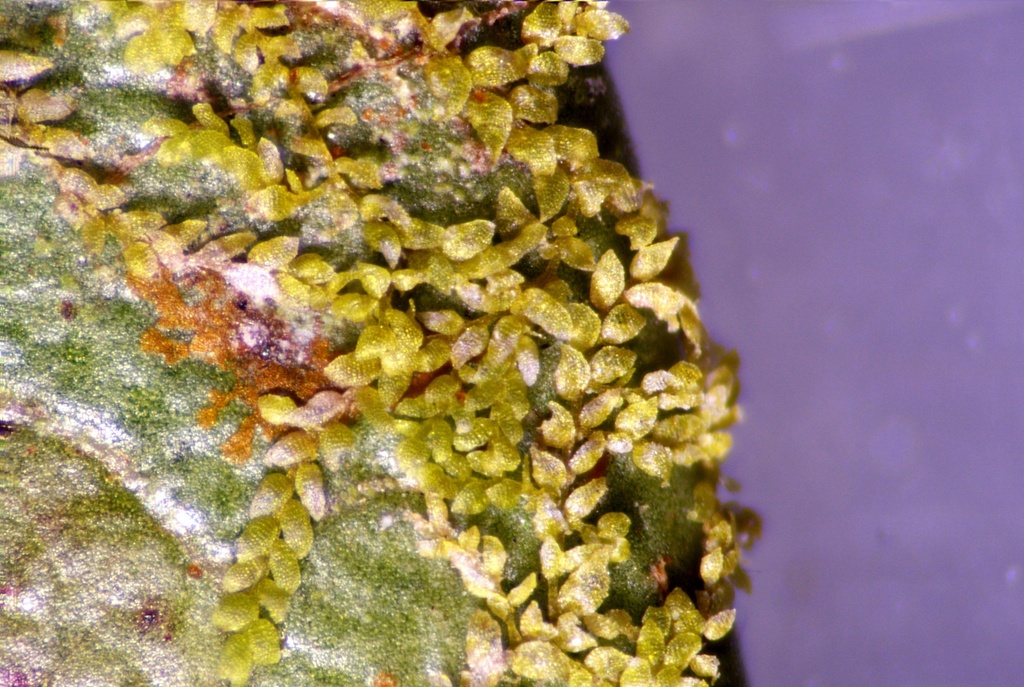 Drepanolejeunea foliicola (Drepanolejeunea foliicola)