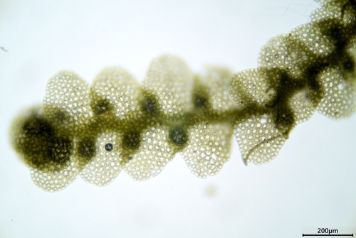 Lejeunea discreta