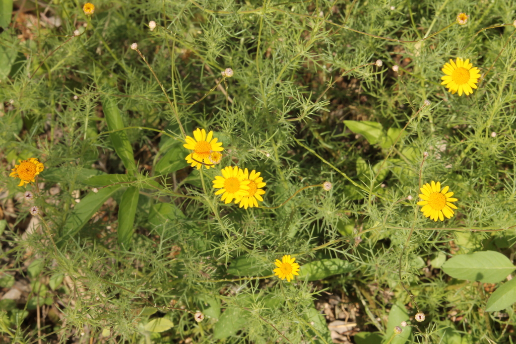 bristleleaf pricklyleaf from Edinburg, TX, USA on March 11, 2024 at 11: ...