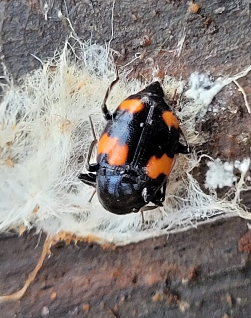 Orange-spotted Scaphidium from 8960 Randers, Danmark on March 12, 2024 ...