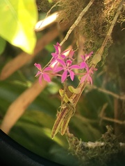 Epidendrum flexuosum image