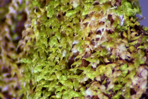 Drepanolejeunea angustifolia
