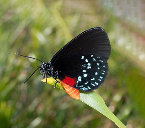 Atala