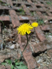 Taraxacum officinale image