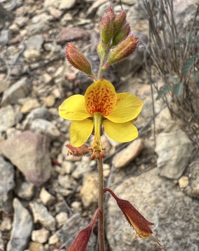 Hoffmannseggia glauca (Ortega) Eifert