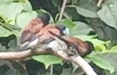 Red-backed Mannikin