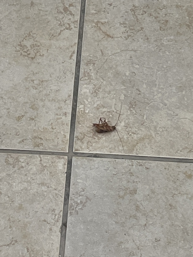 American Cockroach from Puerto Rico, Bayamón, Puerto Rico, US on March ...