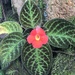 Episcia - Photo (c) Marco Miño M, all rights reserved, uploaded by Marco Miño M