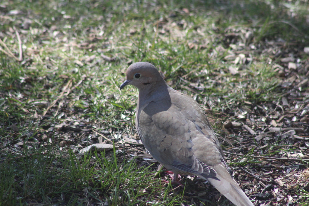 Mourning Dove from Howell Township, NJ, USA on March 12, 2024 at 02:27 ...