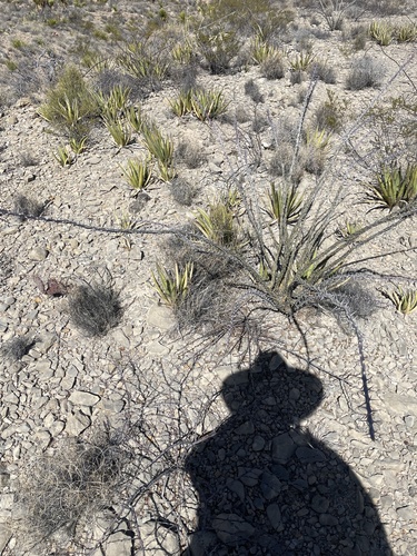 ocotillo