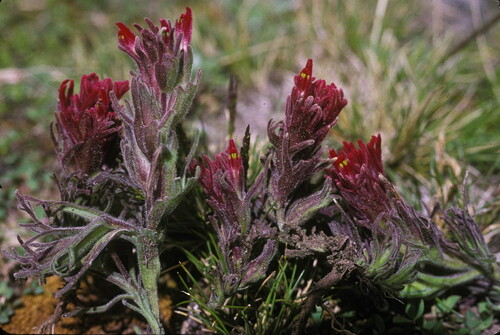 Castilleja alpicola