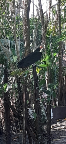 Lesser Yellow-headed Vulture