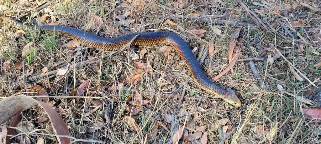 Lowlands Copperhead from Napoleons VIC 3352, Australia on February 29 ...