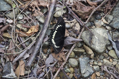Papilio scamander image