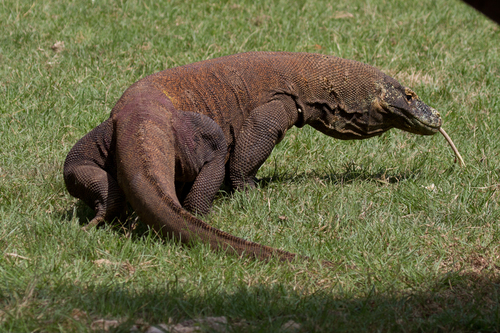 Komodo Dragon — seen at this dive site