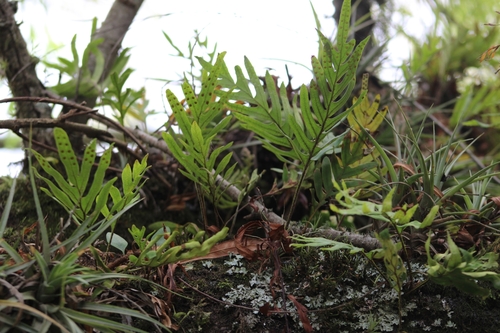 Pleopeltis pleopeltifolia
