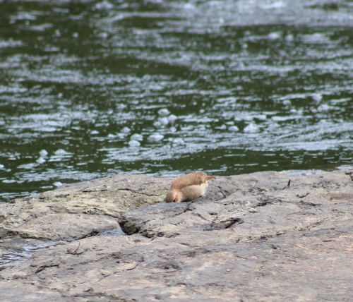 Rufous Hornero