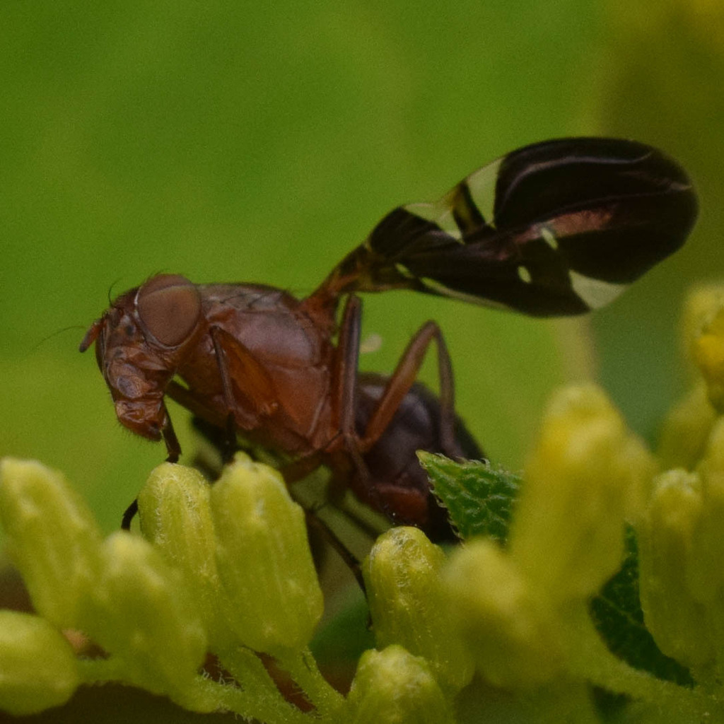 Winged Fly Common Picture-winged Fly in August 2023 by bsc99 · iNaturalist