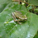 White-snouted Reed Frog - Photo (c) Robert Sekisambu, all rights reserved, uploaded by Robert Sekisambu