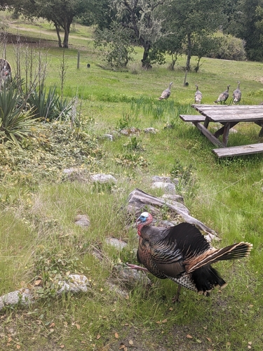 iNaturalist observation photo of Wild Turkey
