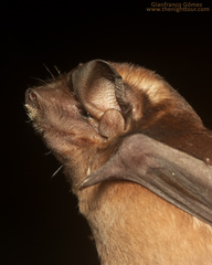 Image of Molossus coibensis