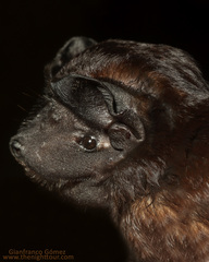 Image of Molossus nigricans