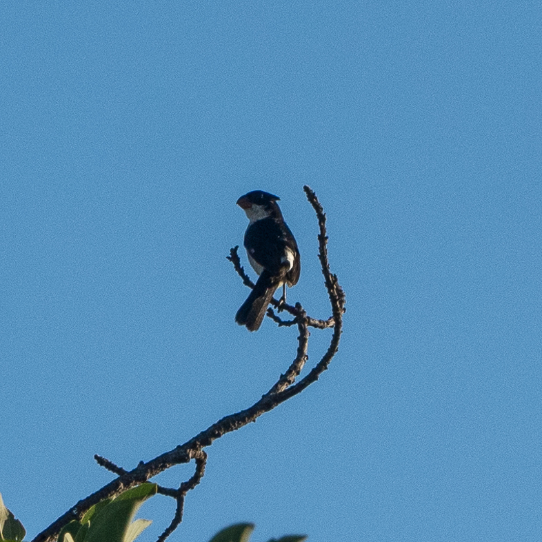 White-bellied Seedeater in March 2024 by carlos alberto justiniano ...