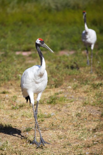 Red-crowned Crane