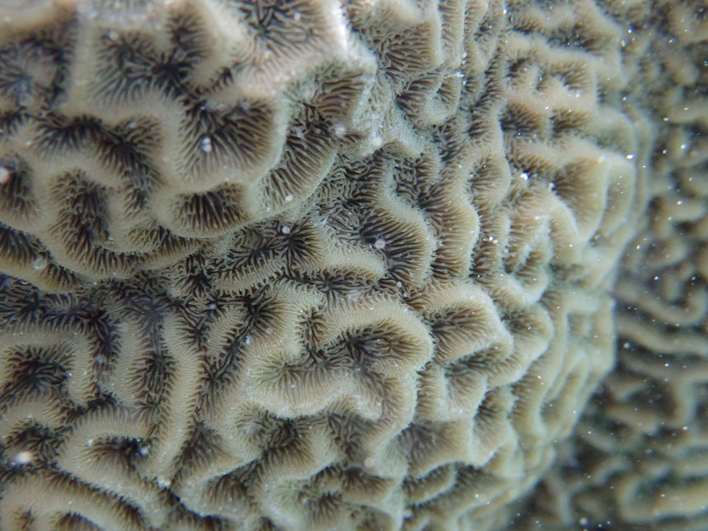 Corrugated Coral