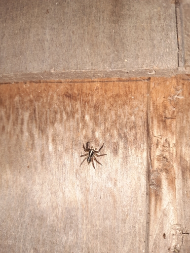 Pantropical Jumping Spider