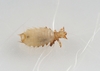 Spiny Rat Lice - Photo (c) Ji-Shen Wang, all rights reserved, uploaded by Ji-Shen Wang