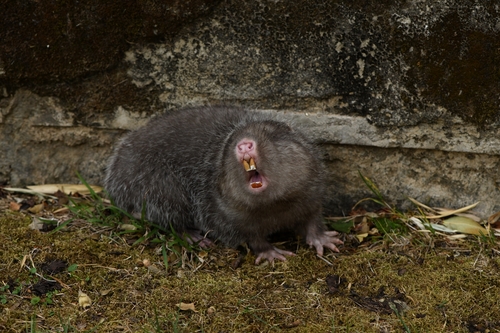 Hoary Bamboo Rat (Rhizomys pruinosus) — Least Concern Mammalia