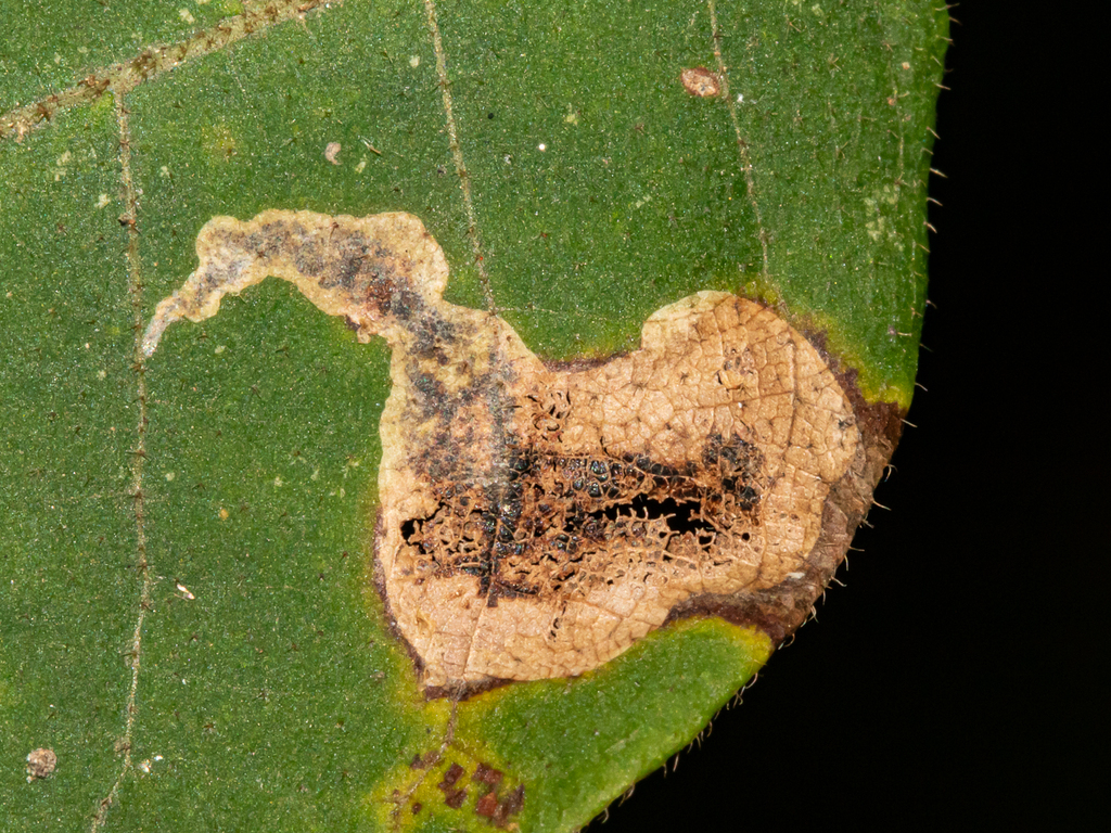 Pecan Leafminer Moth from Anne Arundel County, MD, USA on September 24 ...