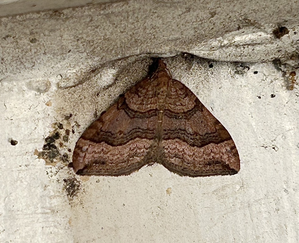 Xanthorhoe offensaria from Marin Headlands, Sausalito, CA, US on March ...