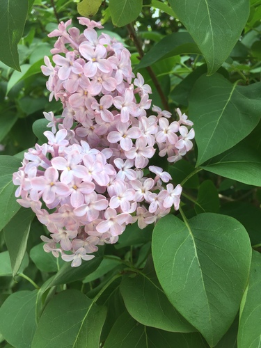 Syringa nuotrauka