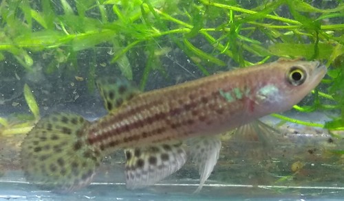 Trigonectes balzanii