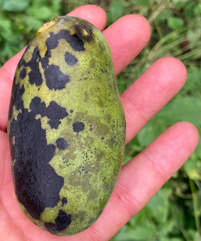 common pawpaw from McLean, VA, USA on September 29, 2023 at 02:38 PM by ...